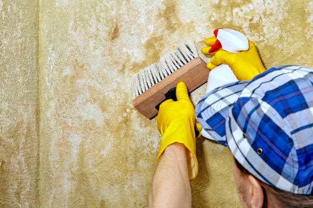 Best Real Estate Mold Inspection  in Wesleyville, PA