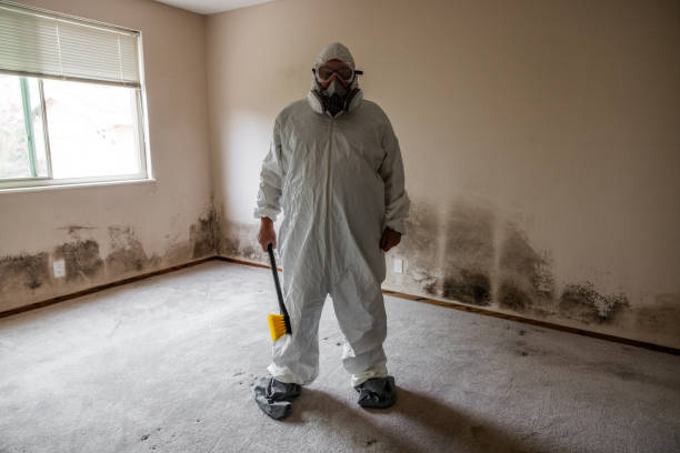 Trusted Wesleyville, PA Mold Removal Experts