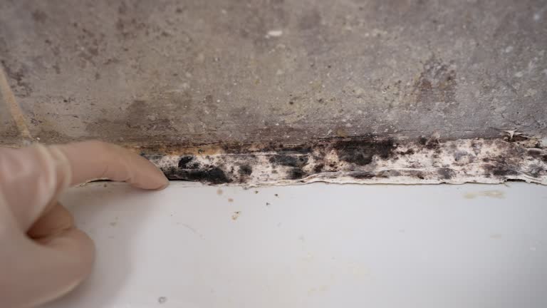 Dehumidification Services in Wesleyville, PA